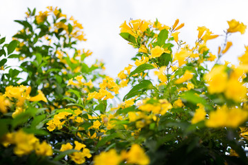 yellow flowers in the green garden at afternoon