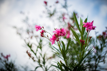 little pink flowers in the green garden at afternoon