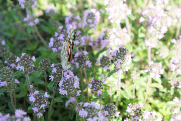 flowers in the garden