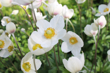 white flowers in the garden