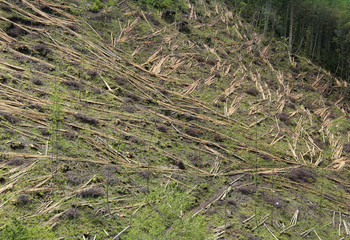 déforestation