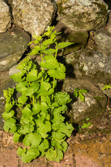 Garlic Mustard (Alliaria petiolata)