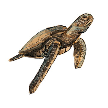 Sea Turtle sketch hand drawn digital painting white back ground 
