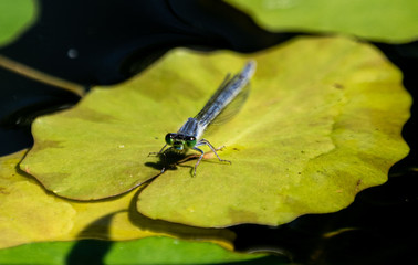 dragonfly on lily pad