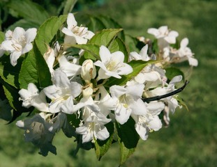 white flowers of Weigela ornamental bush at spring