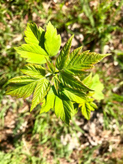 Very young little green bush