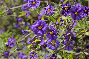 Fototapeta premium Fleurs violetes