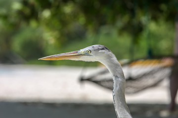 Nice heron on white beach in Maldives.