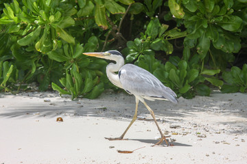 Nice heron on white beach in Maldives.