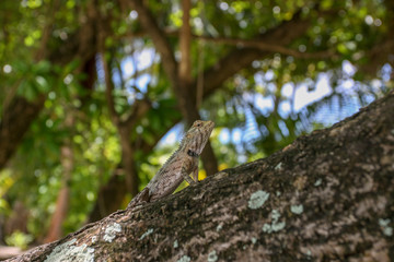 A close-up photograph of a lizard on a palm trunk on a tropical island. Maldives.