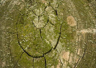 texture of bark of a tree