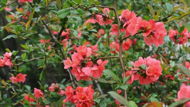 Blooming red flowers of quince.