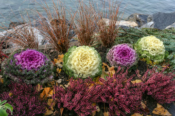 Very beautiful   ornamental Kale  in a flowerbed on the shore of a Swiss lake.