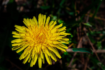dandelion on green background