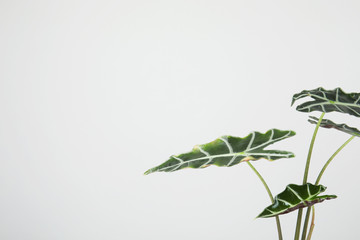 Alocasia home plant on grey background, space for text