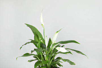 Fototapeta premium Beautiful Spathiphyllum home plant on grey background