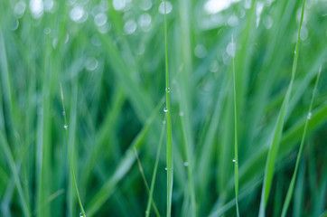 Obraz premium Laguna de Padul (Granada) España