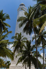 palm trees and blue sky