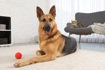 German shepherd with ball on floor and cat on sofa in living room