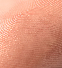 Closeup view of human finger. Friction ridge pattern