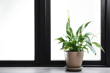 Pot with peace lily on windowsill, space for text. House plant