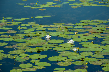 Floating leaves and white lotus flowers on the water's surface