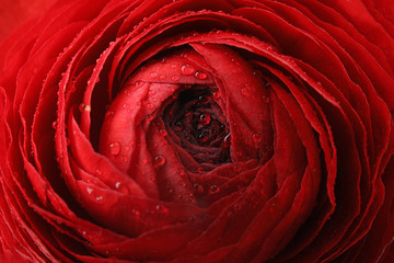 Beautiful spring ranunculus flower as background, closeup