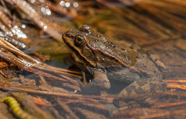 Northern Leopard Frog - Lithobates pipiens