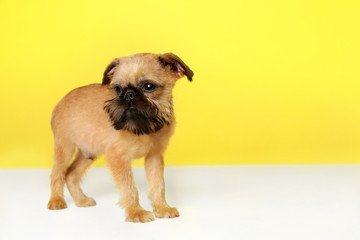 Studio portrait of funny Brussels Griffon dog on color background. Space for text