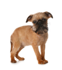 Studio portrait of funny Brussels Griffon dog looking into camera on white background