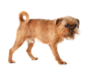 Studio portrait of funny Brussels Griffon dog on white background