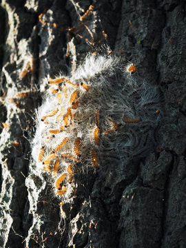 Oak processionary caterpillar in procession on a oak tree