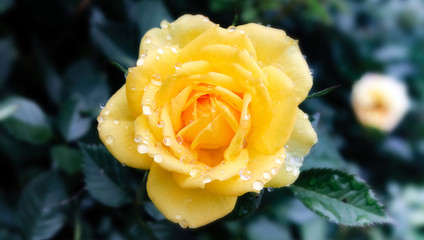 close up of beautiful yellow rose with water droplets