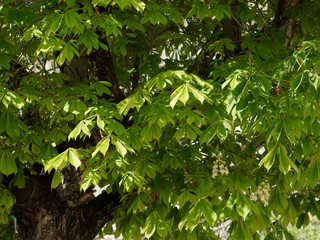 groß, und sattgrün palmate blätter der Rosskastanie (Aesculus hippocastanum) oder Weiße Rosskastanie