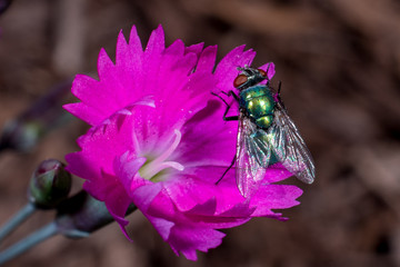 fly on a flower