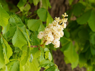 Weissen Blüten der Rosskastanie (Aesculus hippocastanum) oder Weiße Rosskastanie
