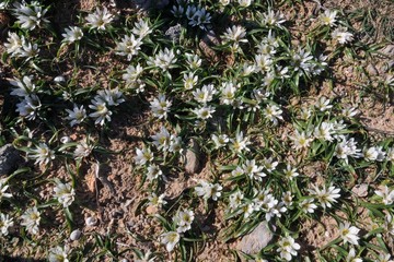 Androcymbium rechingeri, an endemic lily of the west coast of Crete that grows in winter 