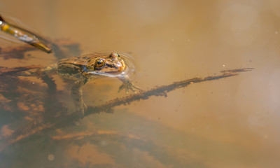 Lithobates pipiens - Frog looking through Meniscus