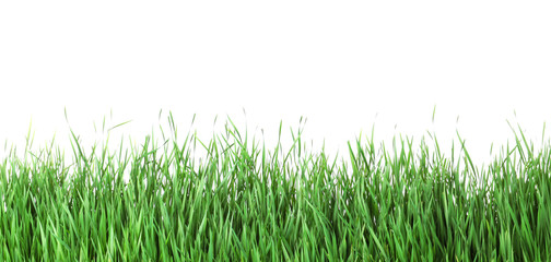 Fototapeta premium Beautiful vibrant green grass on white background