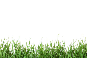 Obraz na płótnie Canvas Beautiful vibrant green grass on white background