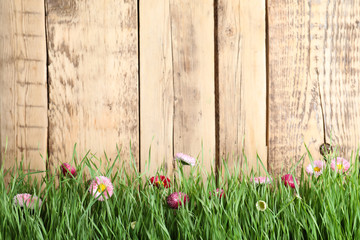 Vibrant green grass with beautiful flowers against wooden background, space for text