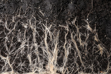 Closeup view of grass roots in soil as background