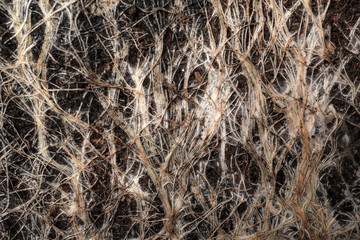Closeup view of grass roots in soil as background