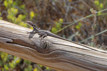 Long-nosed Water Dragon