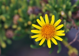 Golden samphire (Inula crithmoides), Crete
