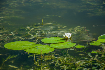 White water lily flower and leaves on the water's surface