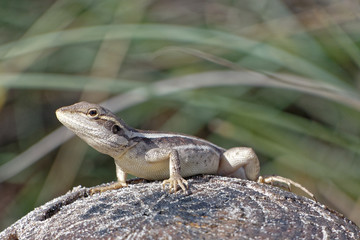 Long-nosed Water Dragon