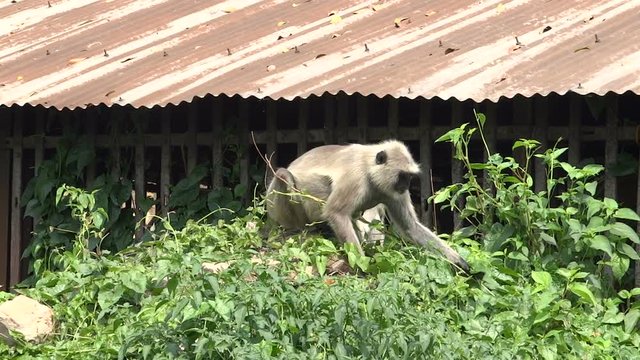 Two Hanuman monkey eating the large leaves of plant bindweed. Typical urban scene of the Holy Indian city Mayapur, state Bengal, monkeys come close to people and not fear them. Monkey-mother with baby