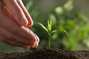 Woman protecting young green seedling in soil against blurred background, closeup