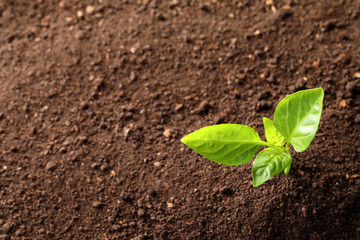 Young plant in fertile soil, top view with space for text. Gardening time